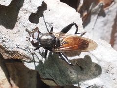 Chalcosyrphus piger
