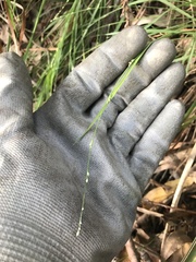 Setaria criniformis
