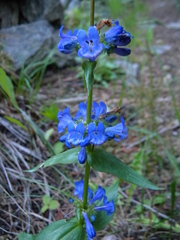 Penstemon pruinosus