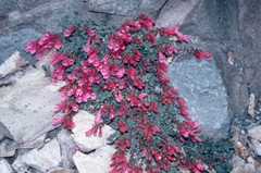 Penstemon rupicola