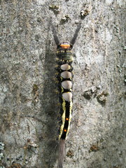 Orgyia leucostigma intermedia