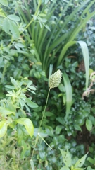 Phalaris caroliniana