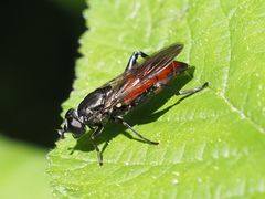 Chalcosyrphus piger