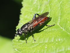Chalcosyrphus piger