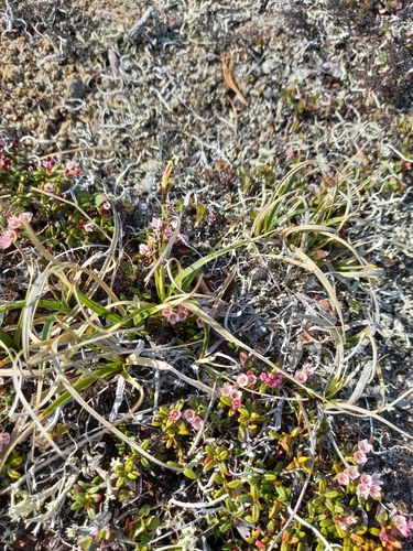 Carex stenantha iNat (3)