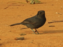 Melaenornis edolioides