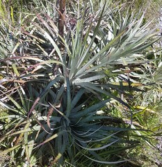 Puya asplundii