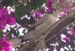 Streptopelia decaocto