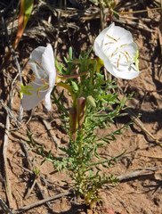 Oenothera coronopifolia
