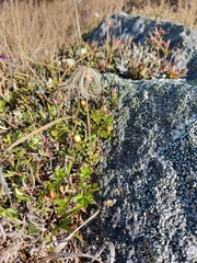 Sieversia pusilla