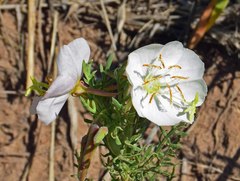 Oenothera coronopifolia