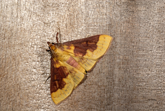 Polygrammodes ponderalis