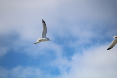 Larus delawarensis