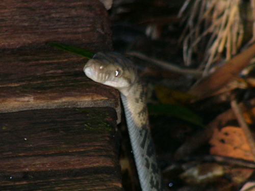 Australian Scrub Python sighting