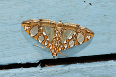 Glyphodes sibillalis