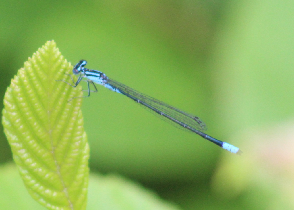 Turquoise Bluet