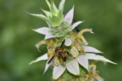 Trichopoda plumipes