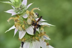 Trichopoda plumipes