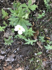 Anemonastrum canadense