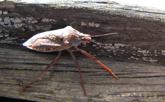 Apodiphus integriceps