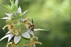 Trichopoda plumipes
