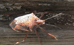 Apodiphus integriceps
