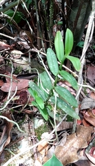 Campylocentrum micranthum