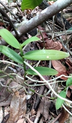 Campylocentrum micranthum