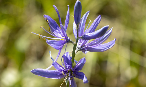 iNaturalist observation 2021-06-13