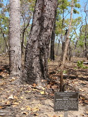 Erythrophleum chlorostachys