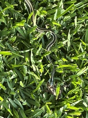 Thamnophis proximus