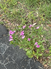 Catharanthus roseus image