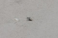 Habroscelimorpha dorsalis saulcyi
