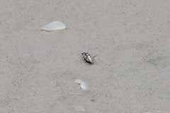 Habroscelimorpha dorsalis saulcyi