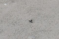 Habroscelimorpha dorsalis saulcyi