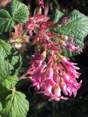 Ribes sanguineum glutinosum