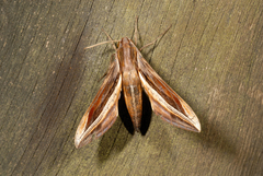 Xylophanes pyrrhus