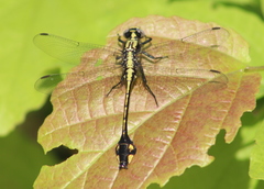 Gomphurus ventricosus