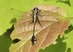 Gomphurus ventricosus
