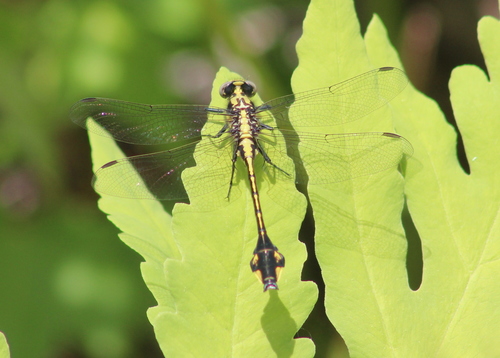 Skillet Clubtail photographed in New Hampshire