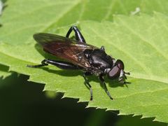 Chalcosyrphus piger