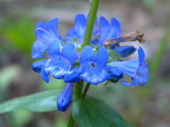 Penstemon pruinosus