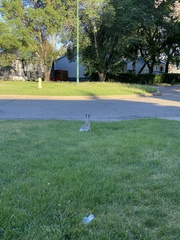 Lepus townsendii campanius