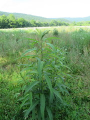 Vernonia flaccidifolia