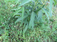 Vernonia flaccidifolia