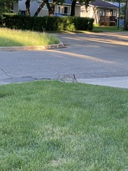 Lepus townsendii campanius