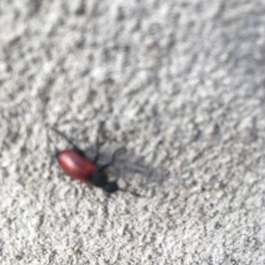 Tricrania sanguinipennis