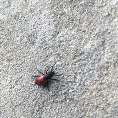 Tricrania sanguinipennis