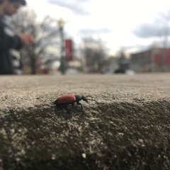 Tricrania sanguinipennis