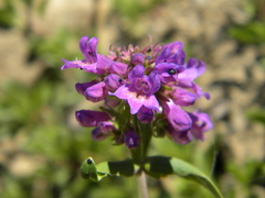 Penstemon procerus tolmiei